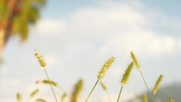 Grasähren vor dem Hintergrund des blauen Himmels bewegen sich im Wind. film 4k, urlaub am meer, ruhe und entspannung, idee für einen bildschirmschoner über die wiederherstellung von gesundheit und pflege video