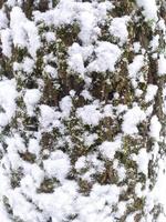 Relief texture of brown tree bark covered with moss and snow. Photo of the texture of the bark of a tree. Relief creative texture of old oak bark.