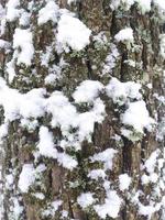 Relief texture of brown tree bark covered with moss and snow. Photo of the texture of the bark of a tree. Relief creative texture of old oak bark.