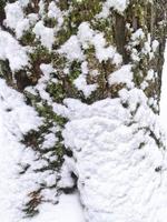 Relief texture of brown tree bark covered with moss and snow. Photo of the texture of the bark of a tree. Relief creative texture of old oak bark.