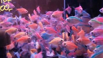 Zierfische, transparente Fische in einem Aquarium video