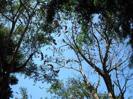 Giant flying foxes resting on a tree branch against a blue sky. Indian Flying Foxes in the rainforest in Sri Lanka photo