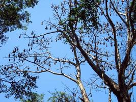 zorros voladores gigantes descansando en una rama de árbol contra un cielo azul. zorros voladores indios en la selva tropical de sri lanka foto