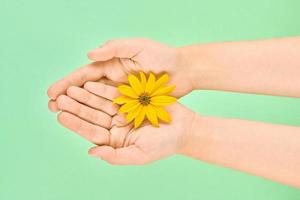 flor amarilla en palmas femeninas, higiene de manos y concepto de cuidado cosmético de la piel, símbolo de naturaleza pura foto