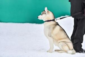 Husky dog outdoor, winter background. Funny pet on walking before sled dog racing. photo