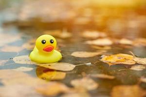 Duck toy in autumn puddle with leaves photo