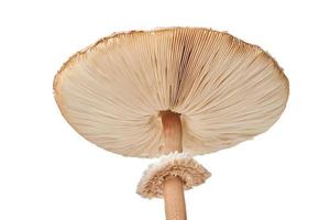 Macrolepiota procera parasol mushroom isolated on white background, brown mushroom with big cap photo