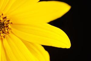 Half topinambur yellow flower Jerusalem artichoke on black background, beautiful backdrop photo