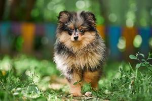 cachorro pomerania spitz en el jardín foto