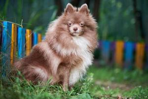 Pomeranian Spitz dog in garden photo