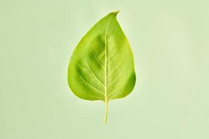 One green syringa tree leaf on light green background, detailed macro close up photo of liliac leaf