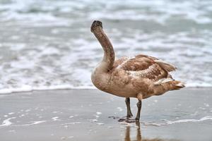 Young brown colored swan walking by Baltic sea, close up photo