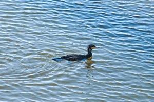 Great cormorant floating on blue water, Phalacrocorax carbo photo