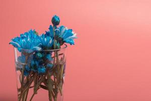 Blue chrysanthemum flowers in a vase on a pink background.Copy space photo
