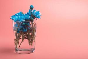 flores de crisantemo azul en un jarrón sobre un fondo rosa.espacio de copia