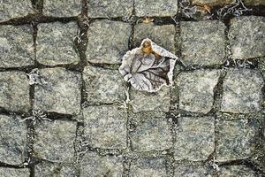 frost on the bushes, on the autumn fallen leaves and grass photo