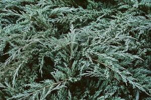 frosted evergreen juniper in snow at late autumn, winter photo