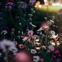 Field of blooming flowers in an enchanted garden with fairy lights photo