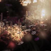 Field of blooming flowers in an enchanted garden with fairy lights photo