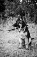 Portrait of a German Shepherd puppy. photo