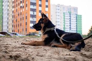 retrato de un cachorro de pastor alemán. foto