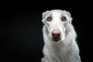 retrato de un perro blanco, sobre un fondo negro aislado. foto