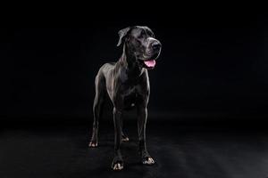 retrato de un gran perro danés, sobre un fondo negro aislado. foto