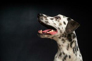 retrato de un perro dálmata, sobre un fondo negro aislado. foto