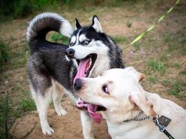 A friendly walk of a dark Husky and a white Labrador. photo