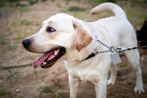 Portrait of a Labrador puppy photo