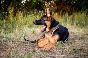 Portrait of a German Shepherd puppy. photo