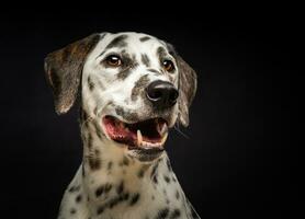 Portrait of a Dalmatian dog, on an isolated black background. photo