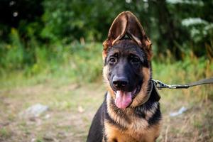 retrato de un cachorro de pastor alemán. foto