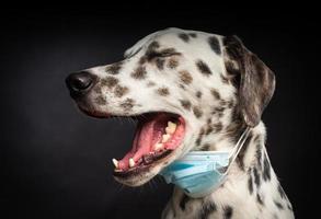 retrato de un perro de raza dálmata con una máscara médica protectora, sobre un fondo negro. foto