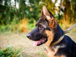 retrato de un cachorro de pastor alemán. foto