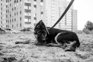 retrato de un cachorro de pastor alemán. foto