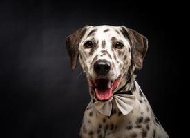 retrato de un perro dálmata, sobre un fondo negro aislado. foto