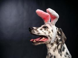 Portrait of a Dalmatian dog in a Santa Claus hat, highlighted on a black background. photo