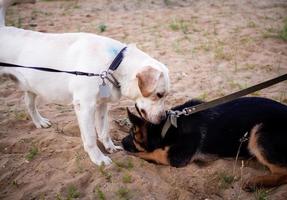 Portrait of a Labrador puppy and a German Shepherd. photo