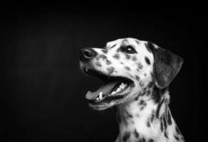 retrato de un perro dálmata, sobre un fondo negro aislado. foto