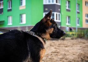 retrato de un cachorro de pastor alemán. foto