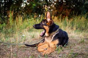 Portrait of a German Shepherd puppy. photo