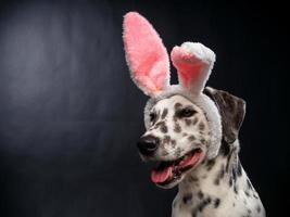 retrato de un perro dálmata con un sombrero de santa claus, resaltado en un fondo negro. foto