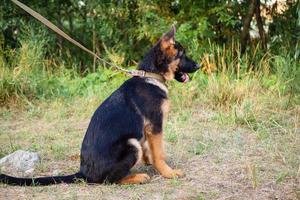 Portrait of a German Shepherd puppy. photo