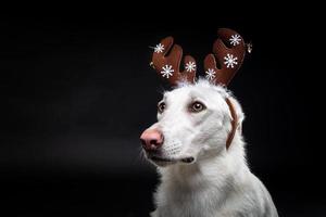 Portrait of a thoroughbred dog in a deer antler hat, highlighted on a black background. photo