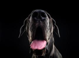 retrato de un gran perro danés, sobre un fondo negro aislado. foto