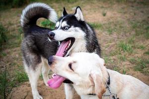 A friendly walk of a dark Husky and a white Labrador. photo