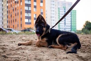 Portrait of a German Shepherd puppy. photo