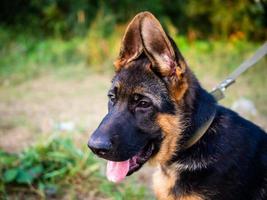 retrato de un cachorro de pastor alemán. foto