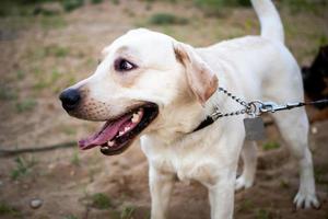 Portrait of a Labrador puppy photo